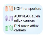 ABCB Cell-to-cell polar auxin transport Transportery ABCB przyczyniają się do transportu auksyn w sposób zróżnicowany.