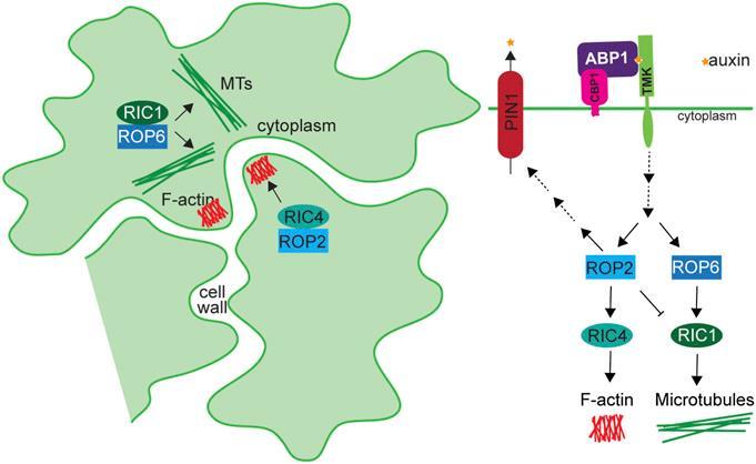 ABP1 u Arabidopsis ABP1 (Auxin Binding Protein 1) CBP1 (C-Terminal Peptide-Binding Protein1) TMK