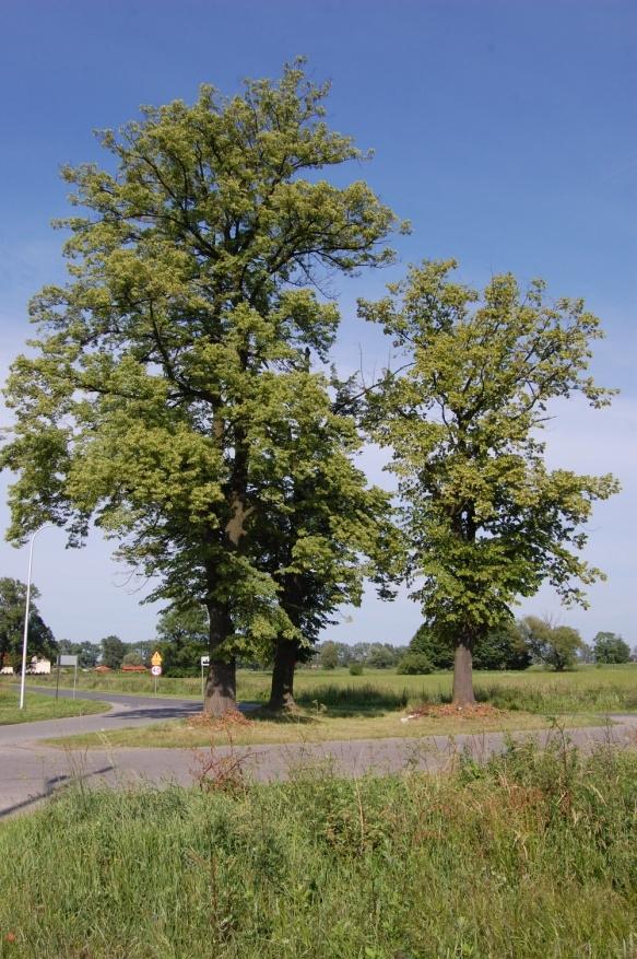 Trzy lipy w Zębicach