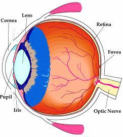 Komórkami fotoreceptorowymi oka są pręciki i czopki. Ich położenie oraz proporcje zależne są od konkretnego regionu siatkówki.