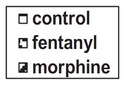 10ml 0.9% NaCl, i.a. morphine group - 1 mg morphine in 10ml 0.9% NaCl, i.a. control group - 10 ml 0.