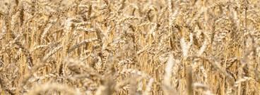 Droga Rów Rów Do powierzchni uprawy pszenicy w obu przypadkach należy dodać powierzchnię zajmowaną przez rów, jeżeli jego  Czy zazielenienie jest dla Ciebie obowiązkowe?