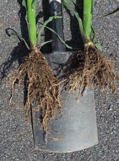 różnych sposobów uprawy gleby na dynamikę wzrostu i odżywianie kukurydzy przemysłowej.