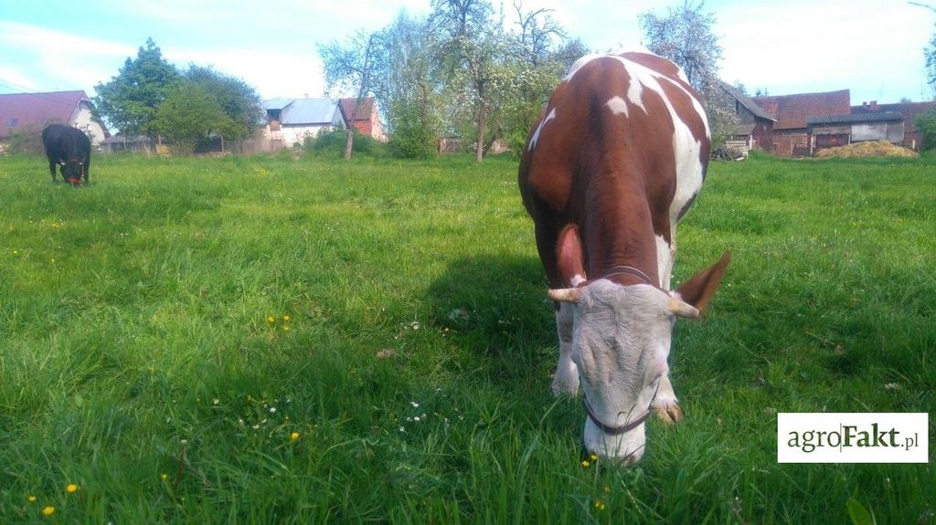 stopnia jej lepkości. W efekcie dochodzi do wytworzenia piany, a w konsekwencji do występowania ostrego wzdęcia pienistego.