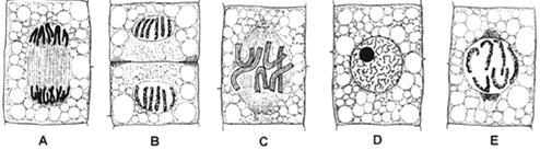 Zadanie 5. (0-5 pkt.) Poniżej przedstawiono informacje dotyczące dwóch podziałów komórkowych: mitozy i mejozy.