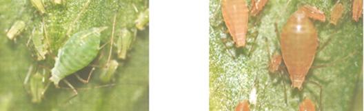 Funkcjonalny HGT u zwierząt Mszyce grochowe (Acyrthrosiphon pisum) Morfy czerwone barwniki karotenoidowe zwierzęta nie wytwarzają takich