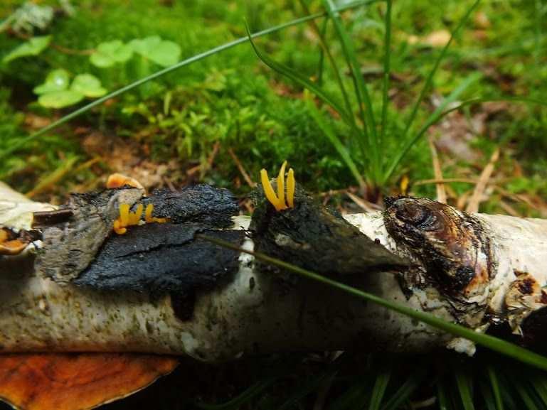 Calocera cornea