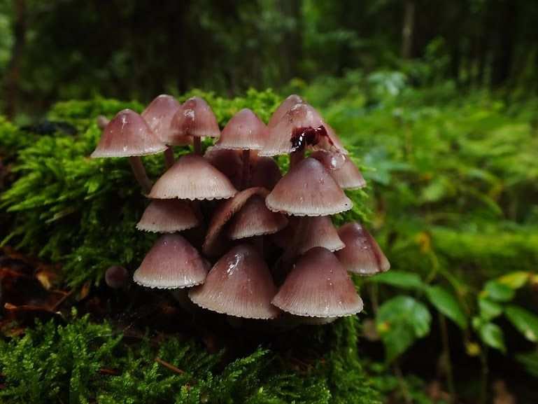 Domian) Mycena