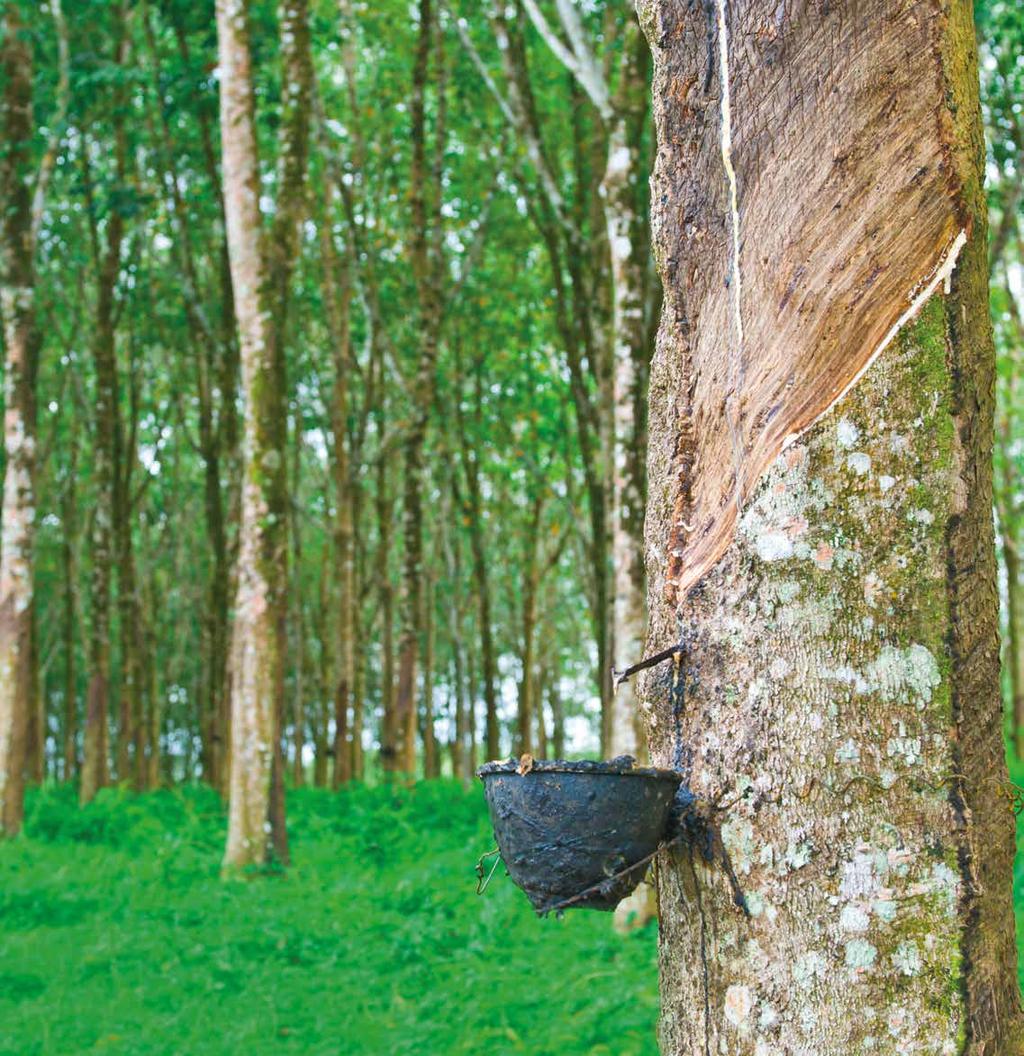 Hevea brasiliensis drzewo, z którego pozyskuje się mleczko kauczukowe, a po odpowiedniej obróbce sok mleczny, służący do wytwarzania lateksu.