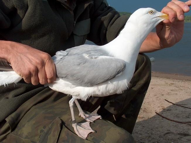 116 Notatki Fot. 2. Dorosła samica mewy srebrzystej Larus argentatus. Zb. Paczkowski,13.05.2006 (fot. Jakub Szymczak). Photo. 2. Adult female of Herring Gull, Zb. Paczkowski, 13.05.2006. Poza dokumentacją fotograficzną wykonaliśmy pomiary schwytanego ptaka oraz odczytaliśmy obrączkę.