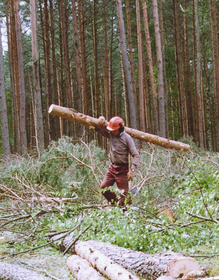 Realizacja funkcji społecznych przez PGLLP Zatrudnienie w sektorze usług leśnych (w firmach leśnych) W roku 2015 średnioroczne zatrudnienie w przeliczeniu na pełne etaty wynosiło: - na podstawie