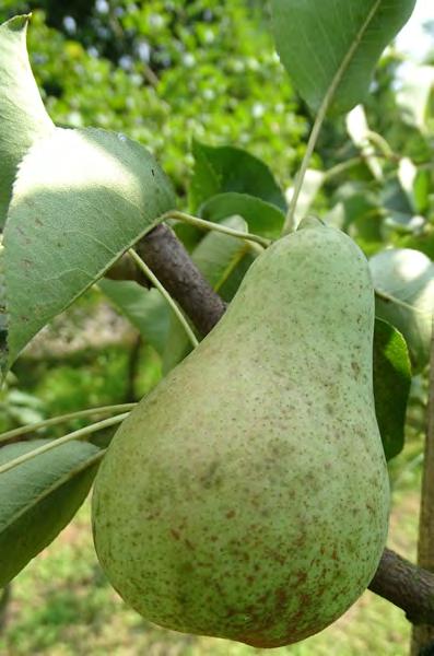 Plebanka Synonimy: Poire de Curé, Vicar of Winkfield, Pastorenbirne, Kiurie, Pastornice Pochodzenie. Bardzo stara odmiana pochodzenia francuskiego z 1760 roku.