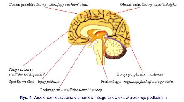 Ludzki mózg: niedościgły wzór Bardzo interesująca jest własność sieci neuronowych, wynikająca z faktu że stanowią one (w jakimś zakresie) probe naśladownictwa działania ludzkiego mózgu.