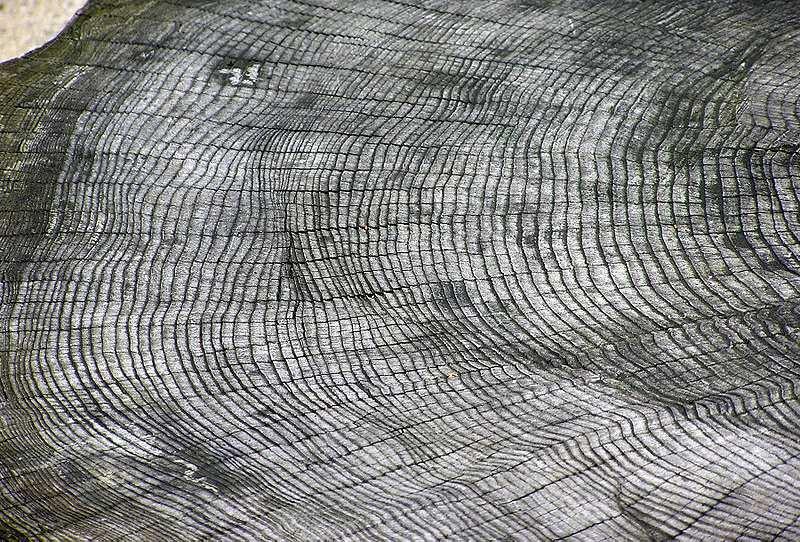 Zapis dendrochronologiczny Polega na analizie wzrostu przyrostów rocznych drzew (słojów) Szerokość słojów zależy przede