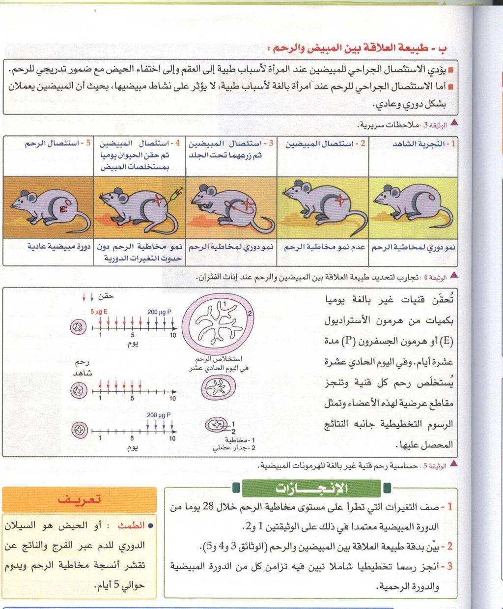 15 : -الكشف عن العلاقة بين المبيضين و الرحم في حضور المبيض أو عند الحقن المنتظم بمستخلصاته تتطور مخاطة الرحم بصورة دورية تتماشى و الدورة المبيضية في غياب الرحم يعرف