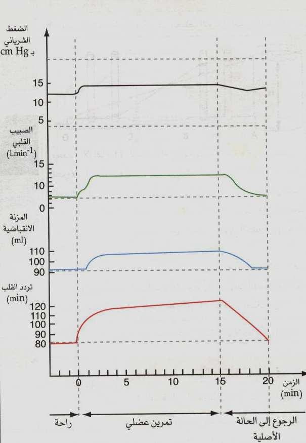 23 ب-خلال التمرين الرياضي : خلال الراحة تكون جميع العوامل المرتبطة بالدم مستقرة و ثابتة يو دي انطلاق