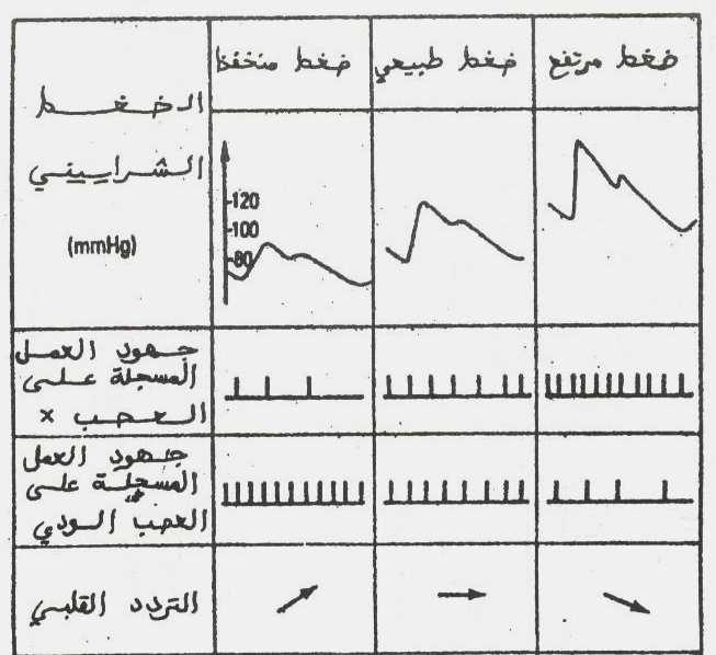 27 يو دي انخفاض الضغط إلى انخفاض تردد جهود العمل على مستوى العصب X و إلى ارتفاع تردد جهود العمل على مستوى العصب الودي فينتج عن ذلك ارتفاع تردد القلب فيرتفع معه الضغط الشراييني.