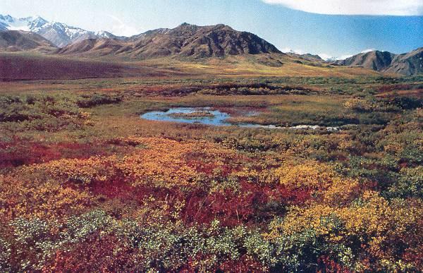 Klimaty klasy E: Tundra najdalej na północy (od 60 o -80 o N powyżej koła podbiegunowego)