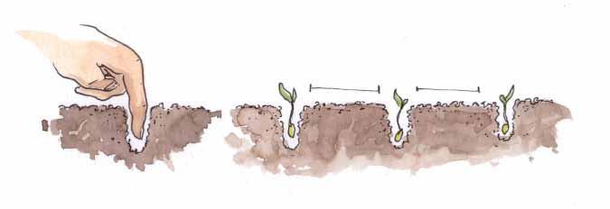 Konewka powinna mieć drobny zraszacz, aby strumień wody nie uszkodził delikatnych roślinek.