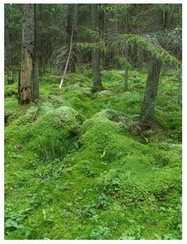 Sphagnum fuscum, widłoząb Dicranum undulatum, mszar nastroszony Paludella squarrosa, mokradłosz Calliergon stramineum, rokiet Hypnum pratense.