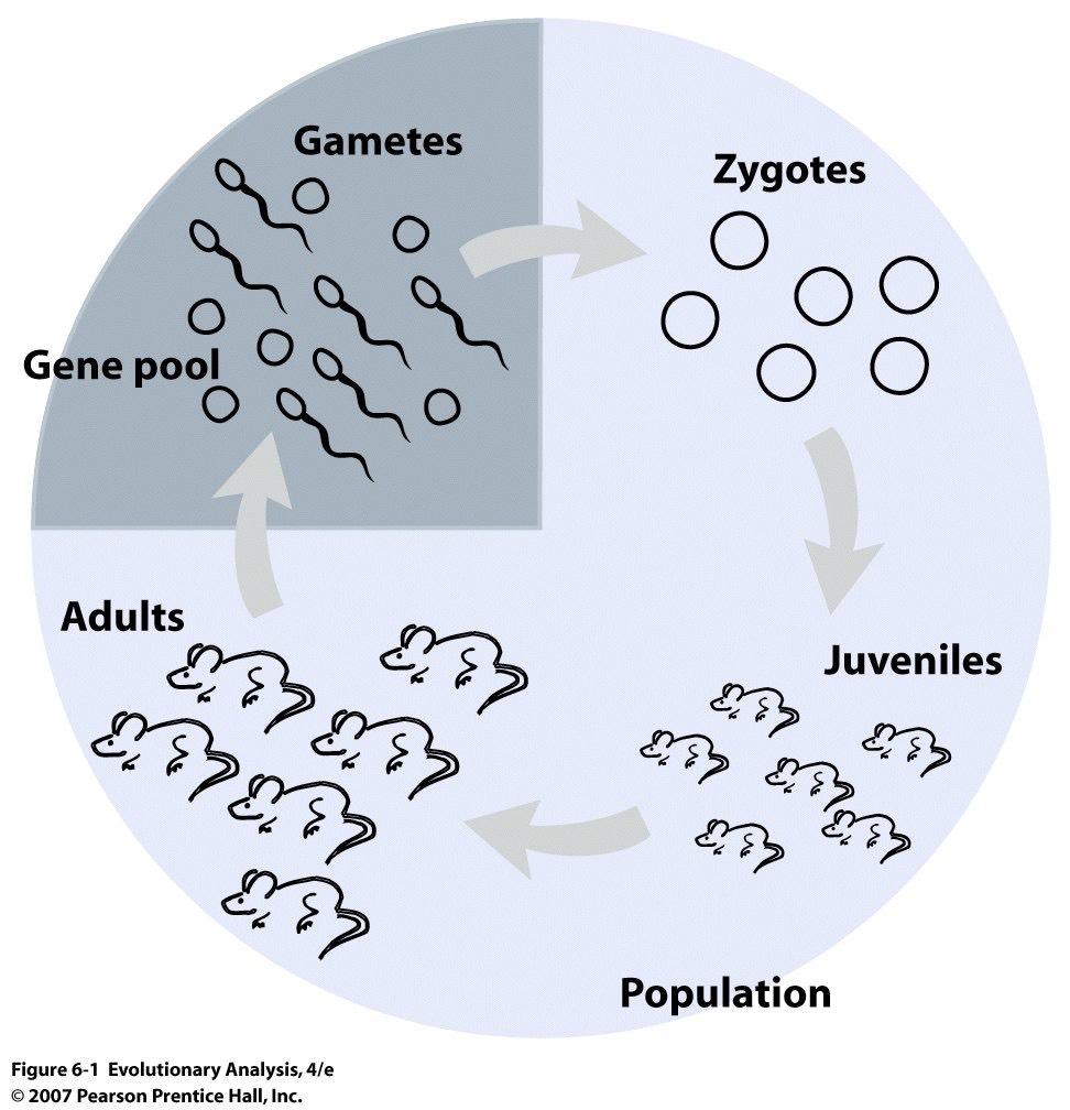 Co trzeba wiedzieć o genetyce populacji Populacja - zbiór osobników mogących się