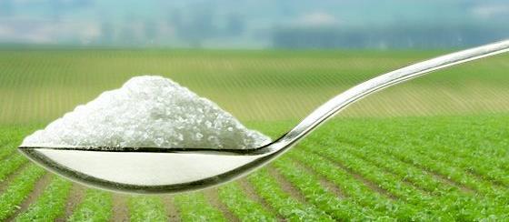 Biologiczny plon cukru wg miejsca przerobu 13,00 12,00 11,00 10,00 9,00