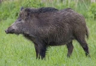 ZARAZA ZE WSCHODU Cztery lata później. Obecnie rozprzestrzeniający się w naszym kraju wirus afrykańskiego pomoru świń (ASF ang.african Swine Fever), dotarł do Europy w 2007 roku.