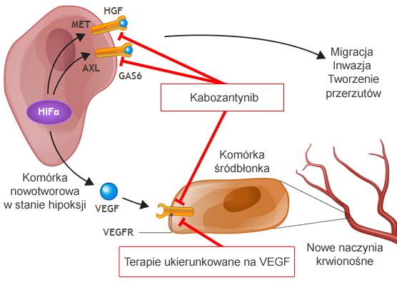 na receptory MET i AXL, oprócz szlaku sygnałowego VEGF, kabozantynib może pomóc przezwyciężyć