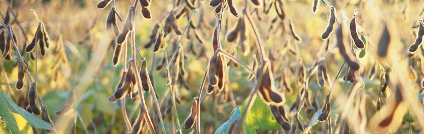 nasion Wysokie rośliny Bardzo wysoko osadzone pierwsze strąki łatwiejsze kombajnowanie Wysoka zawartość białka i tłuszczu Rekomendowana do produkcji spożywczej plon [t/ha] wilg.