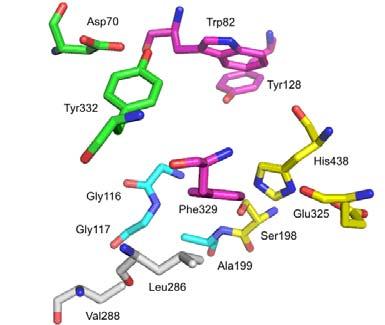Badania w tematyce cholinoesteraz (praca H-2) rozpoczęto od porównania dostępnych struktur krystalicznych, biorąc pod uwagę zmienność konformacyjną reszt aminokwasowych w obrębie gardła enzymu oraz