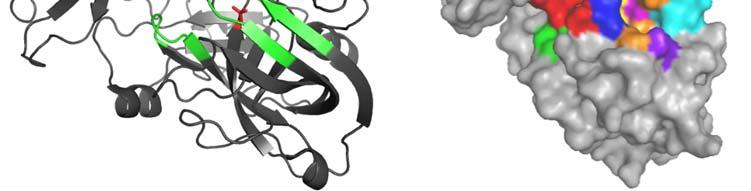 kieszenie S4 S4 pokolorowano zgodnie z oznaczeniami: S4S3S2S1S1'S2'S3'S4' (prawy panel). Pierwsze prace skupiły się na porównaniu struktur krystalicznych beta-sekretazy (H-10).