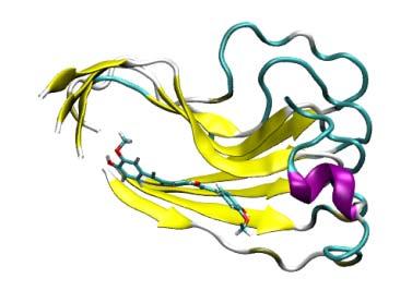 Badania skupiły się na acetylocholinoesterazie, butyrylocholinoesterazie, betasekretazie i beta-amyloidzie.