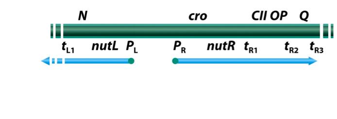działanie terminatora Typowy przykład geny kaskady litycznej faga