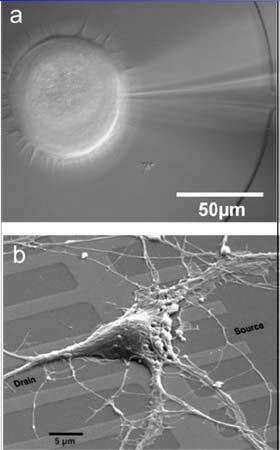 Przyrządy elektronowe i jonowe półprzewodniki z tkanką mózgową 91 Nerve cells on silicon chips.