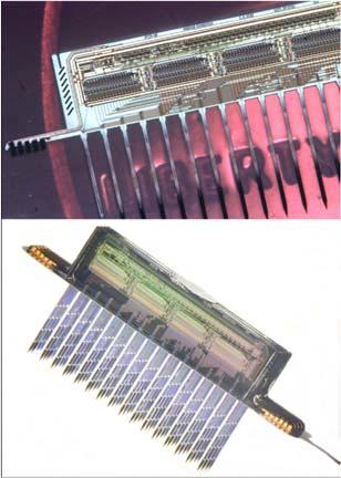 (b) Nerve cell from rat on a linear array of EOS field-effect transistors. Electronmicrograph after fixation.