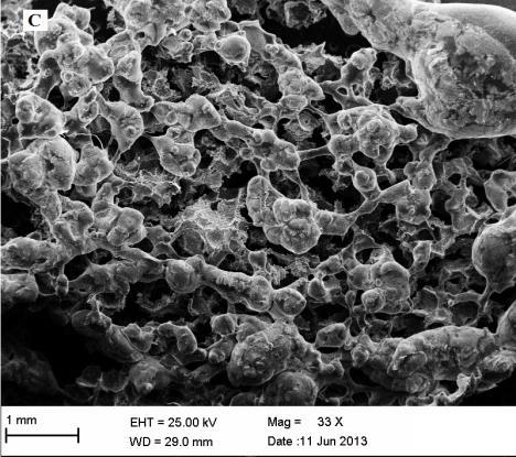 Rusztowania tkankowe- cytotoksyczność PUR rusztowania tkankowe otrzymano techniką