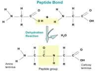 hydrofobowy łańcuch boczny białka rozpuszczalnego w wodzie Kod 3-literowy aminokwasów grupa aminowa grupa karboksylowa Skład: centralny atom węgla + 4 grupy: 1. wodór 2. grupa aminowa 3.