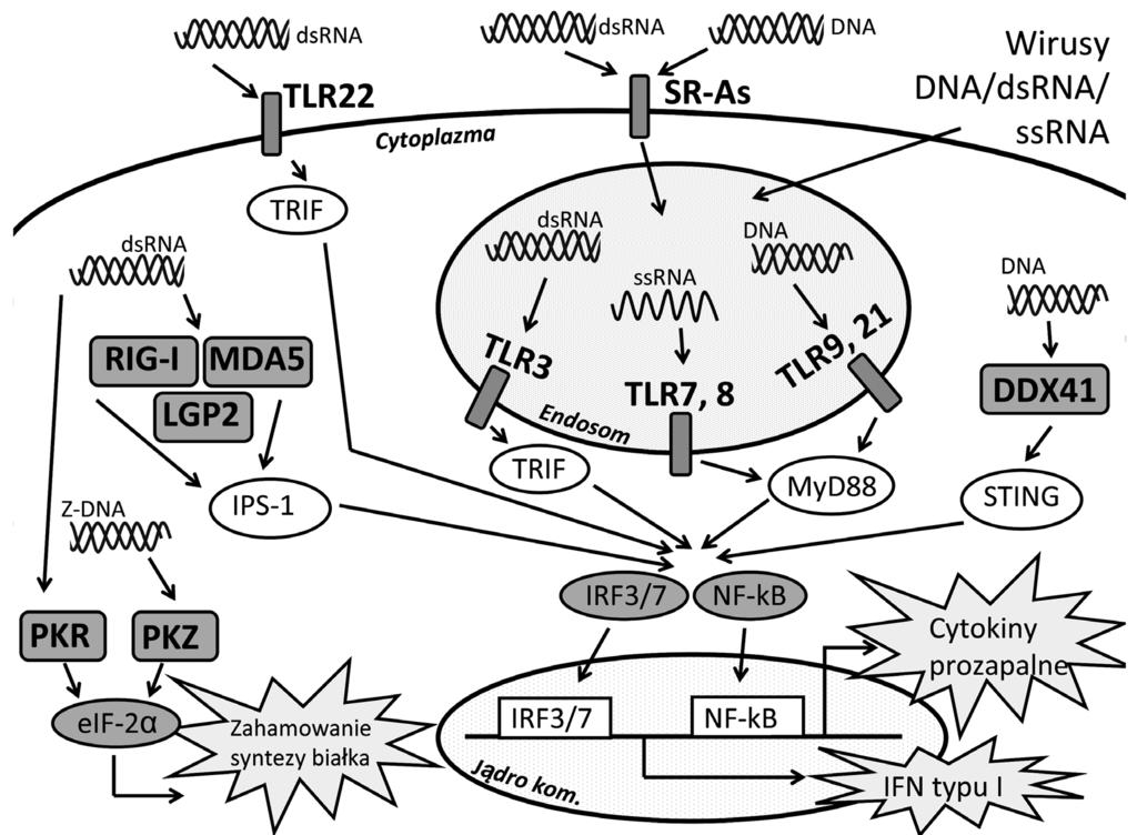 Receptory rozpoznające wirusowe kwasy nukleinowe w odpowiedzi przeciwwirusowej ryb 611 Ryc. 2.