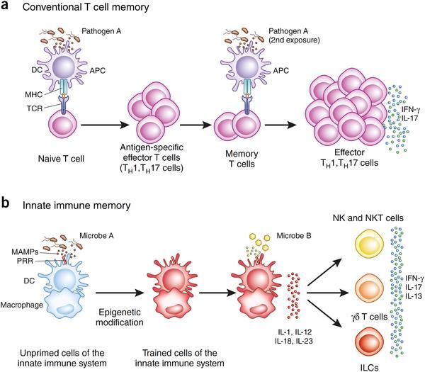 SZCZEPIENIE = BODZIEC SZCZEPIENIE TO NIE JEST PODAWANIE SOLI FIZJOLOGICZNEJ SZCZEPIENIE TO KONTROLOWANY BODZIEC IMMUNOLOGICZNY DLA