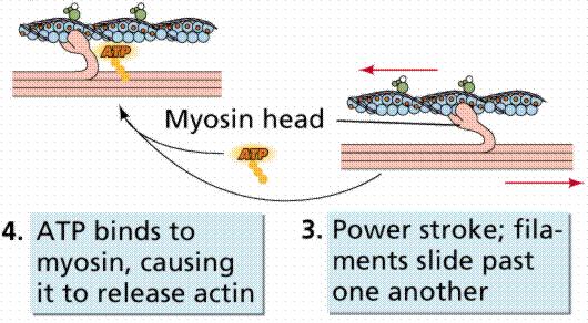 Mechanism of Muscle