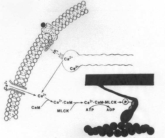 Mechanism of Smooth Muscle Action 20 Smooth muscle cell action is controlled by interaction of Ca 2+ with calmodulin Smooth muscle does not depend on motor neurons to be stimulated.