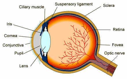 Human Senses - Sight 26 http://www.