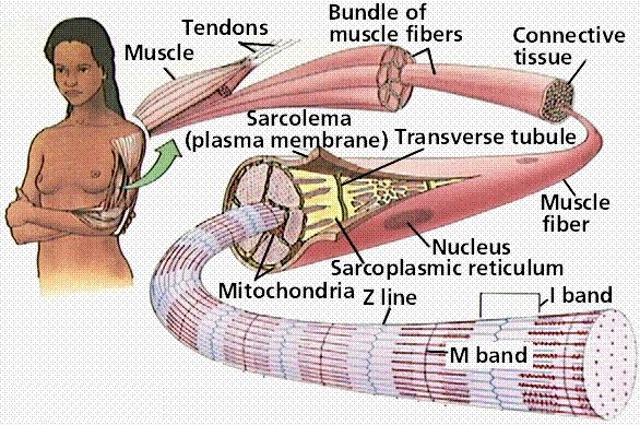 Tissue of Skeletal Muscles
