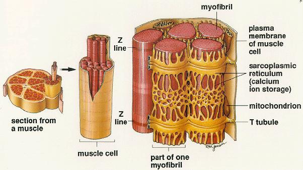 Skeletal Muscles