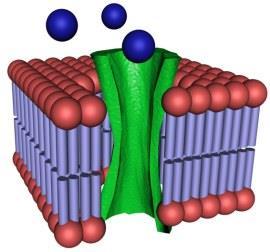 Kanały dyfuzyjne: (i) białka integralne tworzą kanały