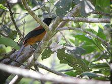 Bluza Pitohui, Pitohui dichrous ptak z Nowej Gwinei ptaki śmierci W piórach i skórze znajdują się neurotoksyny