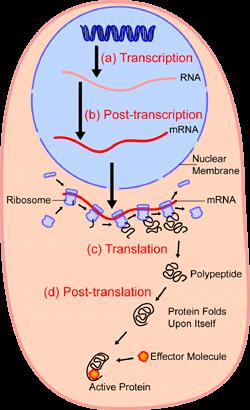 Synteza białek rybosomalnych DNA (a) Transkrypcja Translacja: (a) (b) (c) inicjacja