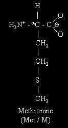 UAA (tryptofan UGG)