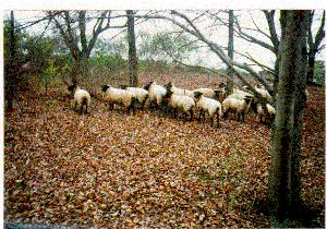 Rozpoznane schorzenia Scarpie chroba owiec znana od 250 lat "transmissible spongiform encephalopathies" (TSE), bovine spongiform encephalopathy (BSE) chororba szalonych krów 1994-1996 Creutzfeldt