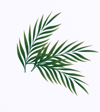 Tak więc w Niedzielę Palmową błogosławimy palmy, z którymi wierni wchodzą procesyjnie do kościołą. Pobłogosławione palmy są zanoszone do domu i są oznaką wiary w Jezusa Chrystusa.